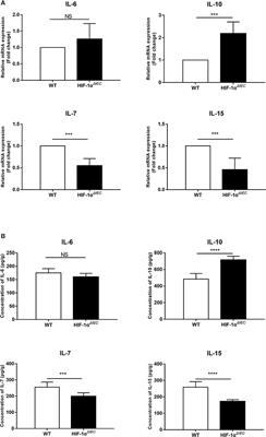 Intestinal Epithelial Cells-Derived Hypoxia-Inducible Factor-1α Is Essential for the Homeostasis of Intestinal Intraepithelial Lymphocytes